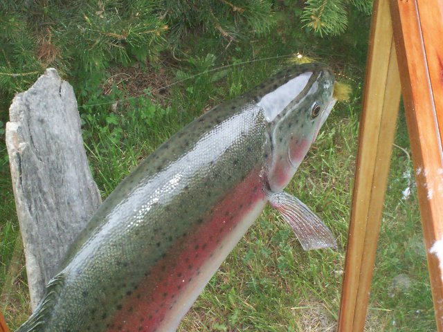Rainbow Trout