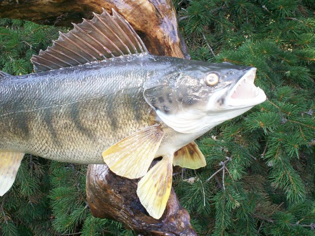 walleye