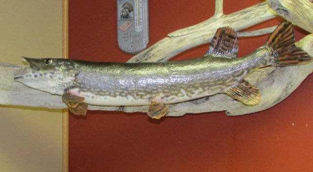 Northern Pike