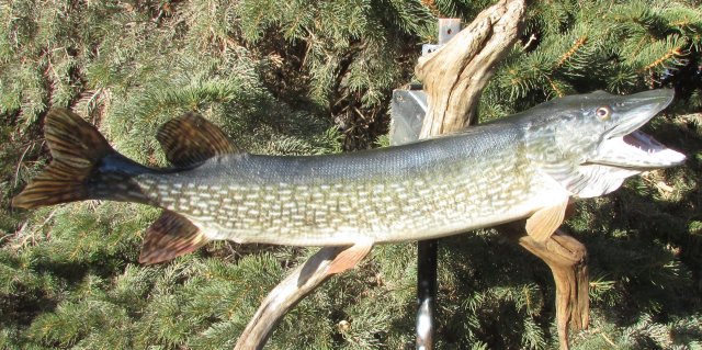 Northern Pike