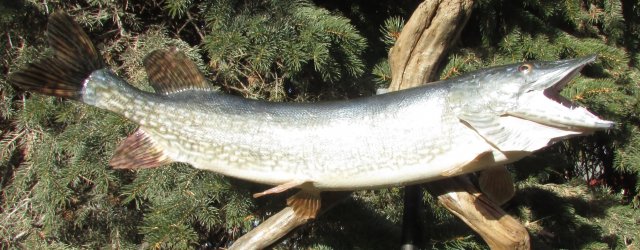 Northern Pike