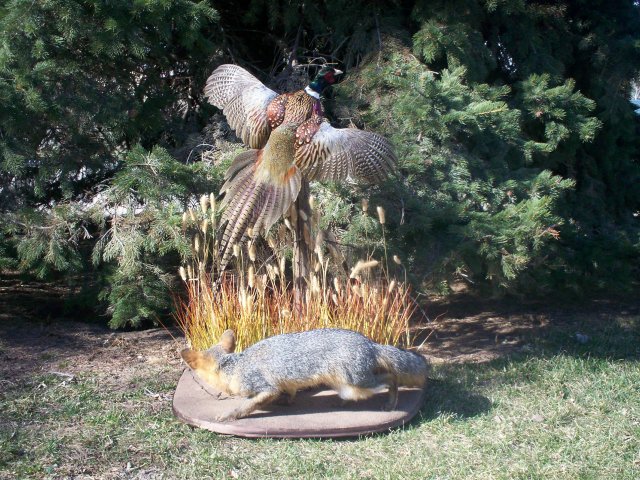 Ring neck Pheasant's