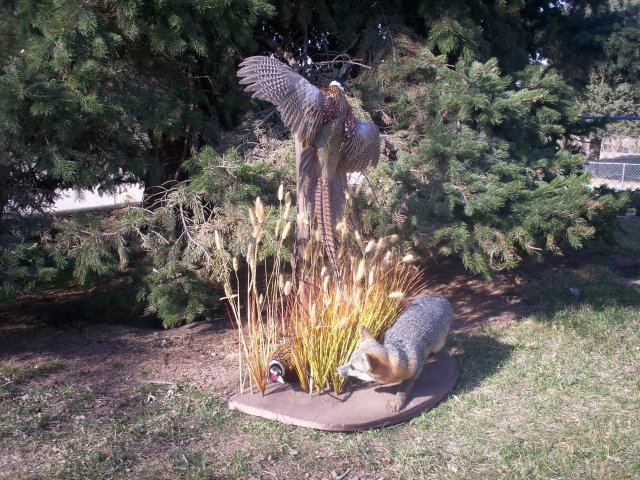 Ring neck Pheasant's