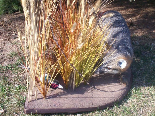 Ring neck Pheasant's