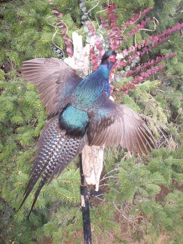 Blue Pheasant