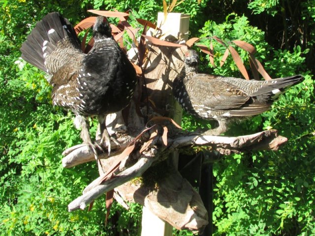 Spruce Grouse