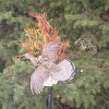 Ruffed Grouse