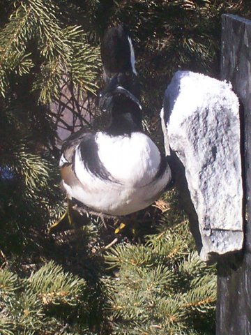 Hooded merganser