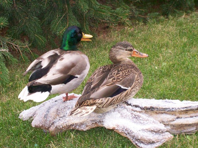 Mallards