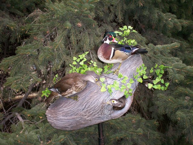 wood ducks