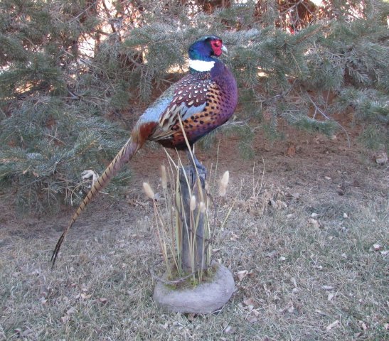 Pheasant