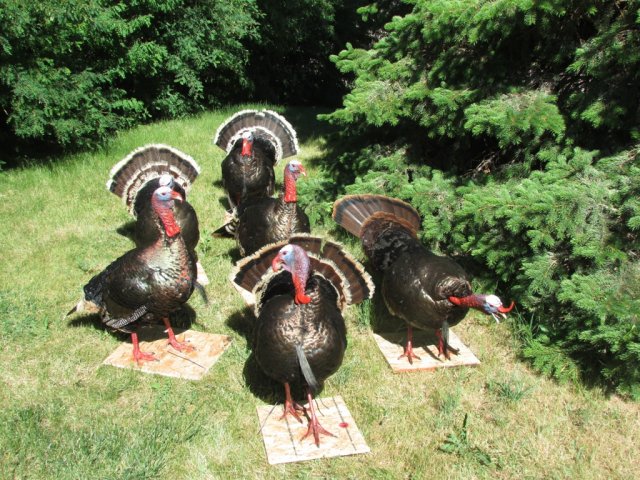Turkeys