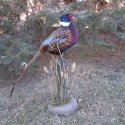 Pheasant