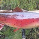 cutthroat trout