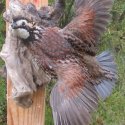Bobwhite quail